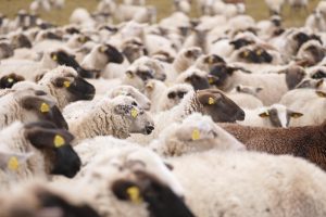 Which is Live Cricket Betting Odds: Pro Tips to Win in India (2026)